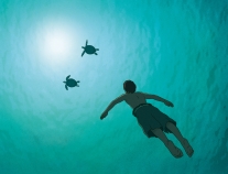 Image from The Red Turtle